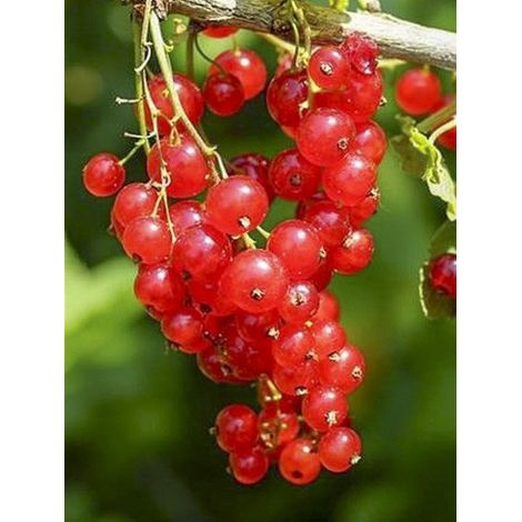 Groseillier 'Versaillaise Rouge' Pot de 4L/5L (1/2)