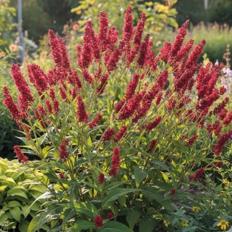 Persicaire Speciosa/Lot de 3 godets