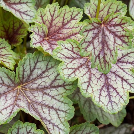 4 x Heuchère  - Heuchera 'Green Spice'  - godet 9x9 cm