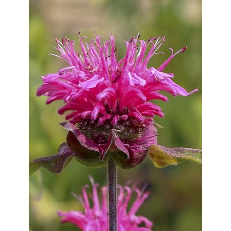 Monarde 'Pink Lace' Godet de 8/9 cm (1/3)