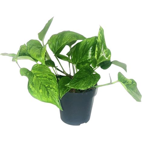 Scindapsus Pictus Trebie - Plante d'Intérieur Pothos Argenté - Ø 12 cm - Hauteur 20 cm - PANGIVO (1/4)