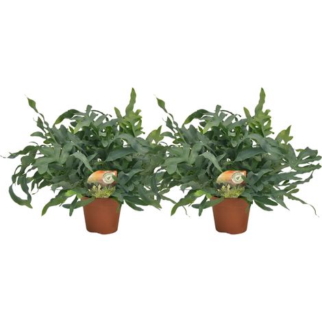 Lot de 2 Phlebodium Blue Star Fougère d'Intérieur Décorative Bleu-Vert Pot Ø17cm H60cm - PANGIVO