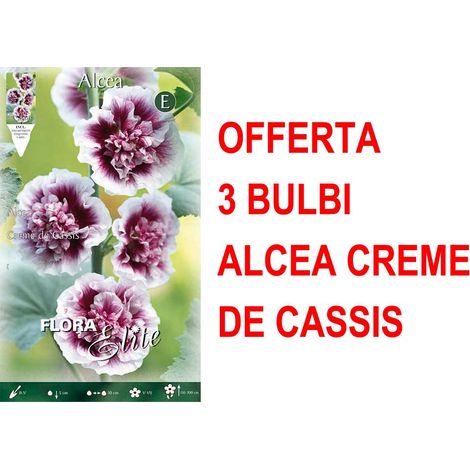 OFFERTA 3 BULBI ALCEA CREME DE CASSIS BULBS BULBES