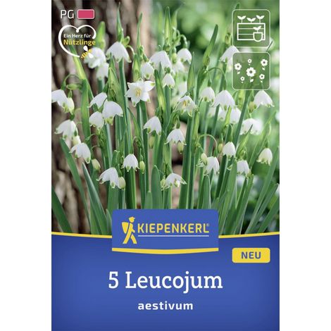 Kiepenkerl Herbstblumenzwiebel Sommerknotenblume 5 Stück (1/2)