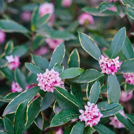 Pépinières Naudet – Daphné odorant 'Aureomarginata' – Arbuste persistant 1-2m – Feuillage vert panaché – Floraison rose parfumée en hiver – Résistant jusqu'à -15°C