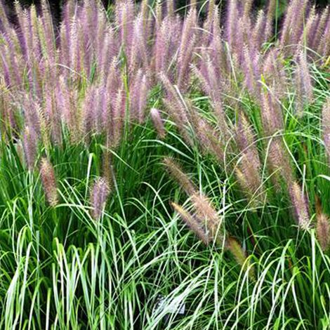 4 x Herbe aux écouvillons 'Red Head' - godet 9x9 cm