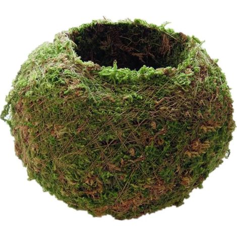 Pot en résine pour cactus, idéal pour le jardin avec des plantes succulentes (1/5)