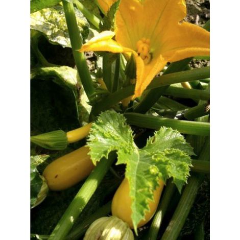 Courge 'Gold Rush HYB F1' le sachet de 10 graines (1,5g)
