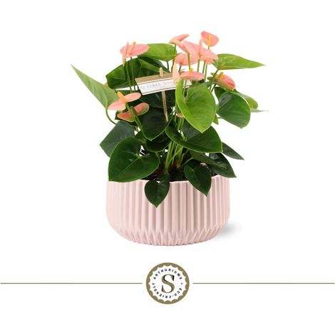 Cache-pot en céramique rose 18 cm étanche à relief strié pour Anthurium de table - PANGIVO (1/2)