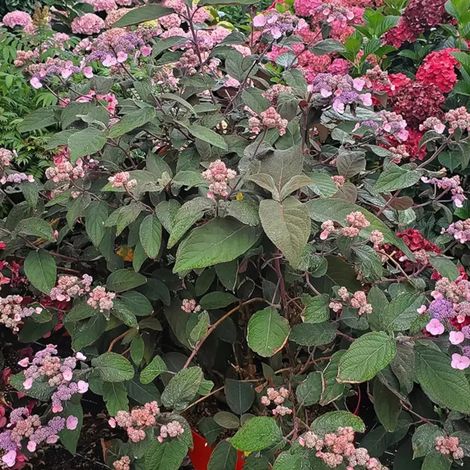 Hortensia arbustif HYDREAM® Chocolate 'HCPF1'/Pot de 1,5L - 20/50 cm (1/5)