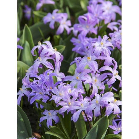 Gloire des neiges 'Violet Beauty' Bulbe calibre 5+ (par 25) (1/2)