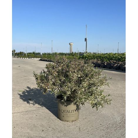 Gardenaria Abelia grandiflora 'Confetti' - Arbusto ornamentale da giardino - Altezza: 50 cm (vaso 24)
