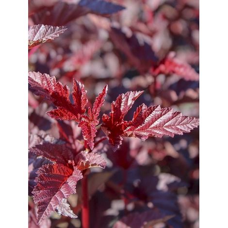 Physocarpe à feuilles d'Obier 'Rubella' Pot de 2L/3L (1/3)