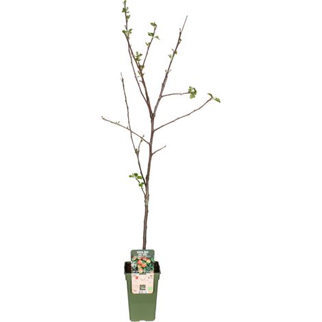 Pommier Jonagold Malus Domestica Arbre Fruiter Pommier Décoratif en Pot 19 cm Hauteur 60 cm - PANGIVO