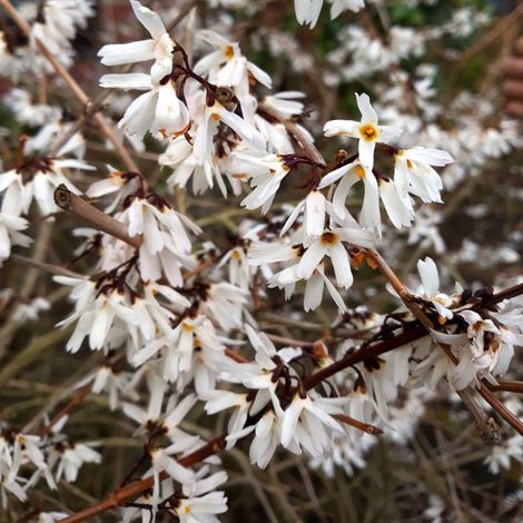 Abeliophyllum Distichum in vaso da 18cm