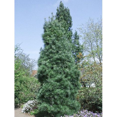Pin pleureur de l'Himalaya 'Densa Hill' Pot de 3L/4L