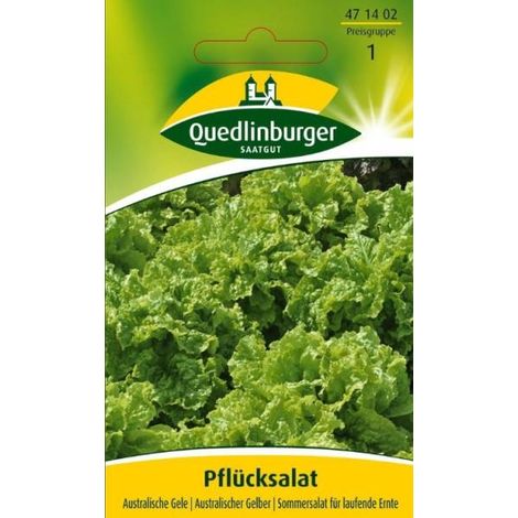 Quedlinburger Pflücksalat Australische Gele - Gemüsesamen (1/2)