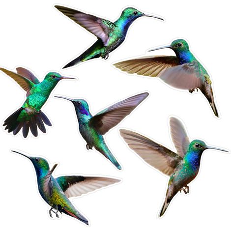 Adesivi trasparenti a prova di uccelli, 2-CBCJD204
