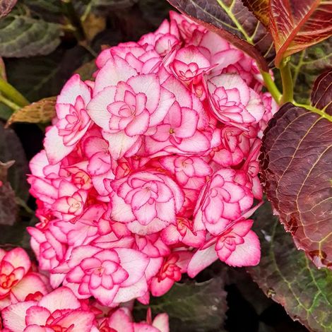 Hortensia à grandes feuilles 'Miss Saori' ® (Hydrangea macrophylla 'Miss Saori' ®)