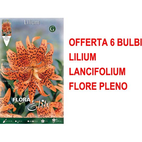 BULBI PRIMAVERILI LILIUM LANCIFOLIUM FLORE PLENO CONFEZIONE DA 2 BULBI BULBS
