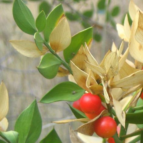 Fragon piquant - Ruscus aculeatus  - 20-30 cm pot