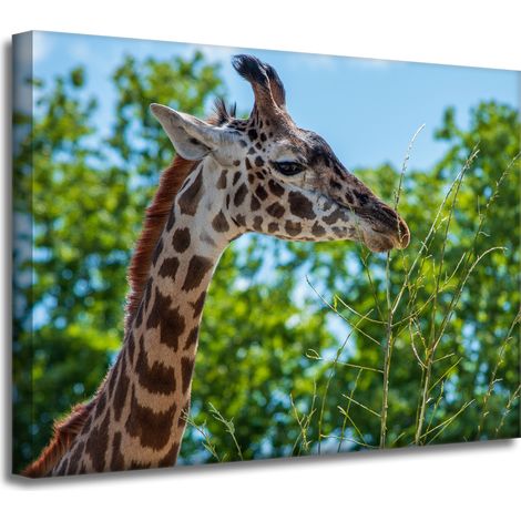 Leinwanddruck Tiere Giraffe 40x30 cm