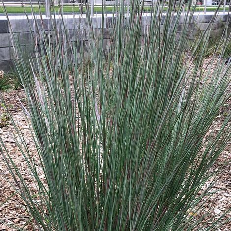 Schizachyrium Chameleon/Pot de 3L - Touffe