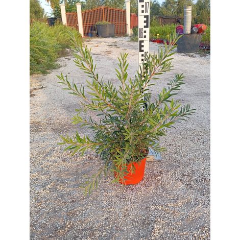 Rince-Bouteille Callistemon Captain Cook Pot 18 cm Arbuste à Fleurs Persistant (1/4)