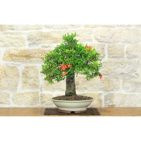 Bonsai di Melograno (149) (1/5)