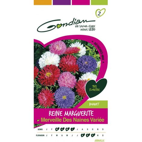 Gondian - Reine Marguerite Merveille Des Naines Variée (1/3)