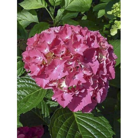 Hortensia 'Constellation' Pot de 2L/3L (1/5)