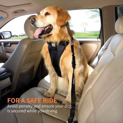 Ceinture de sécurité pour chien - - Absorption des chocs - Boucle élastique réglable - Noir (1/4)