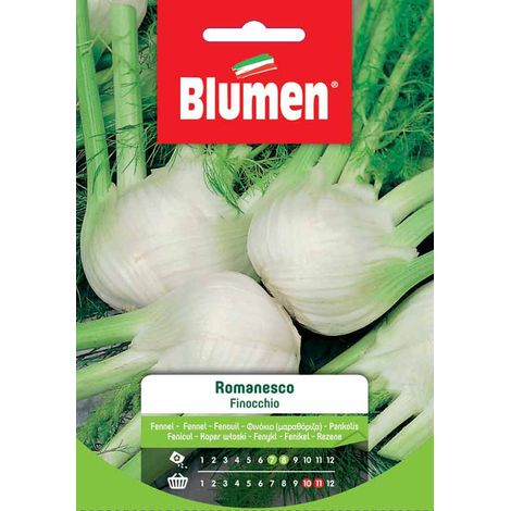 Semi Blumen finocchio romanesco