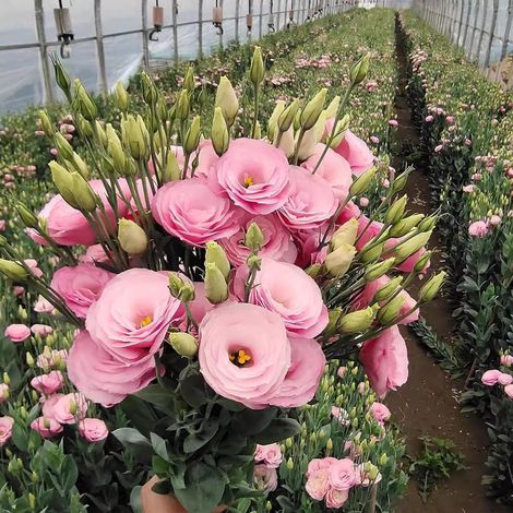 1000 Pink Lucita Lisianthus Seeds – Double-Flowered Eustoma, Easy Ornamental Plant for Garden and Terrace