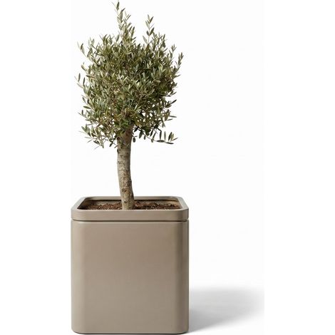 Lote olivo + maceta infinity square 60x60cm champán (1/2)