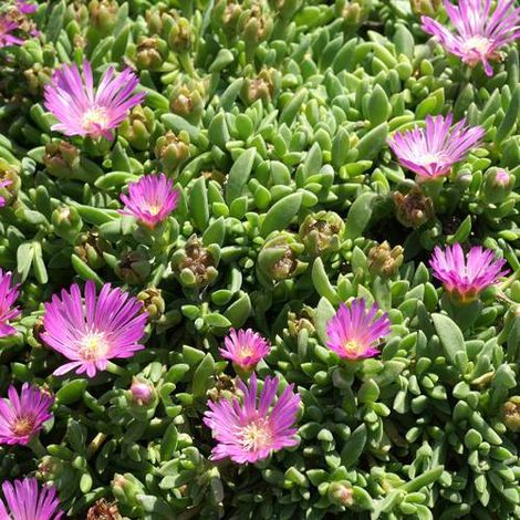 Delosperma ashtonii | Conditionnement: Lot de 3 godets