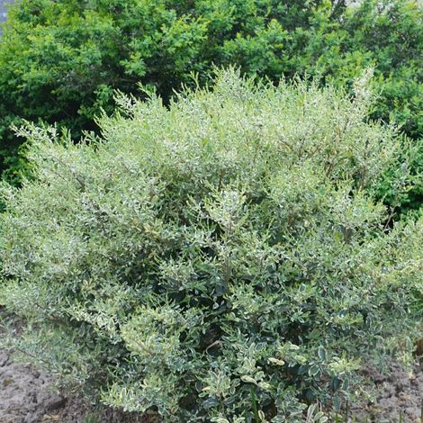 Troène Musli® 'Muster', Ligustrum/Pot de 1,5L - 20/50 cm