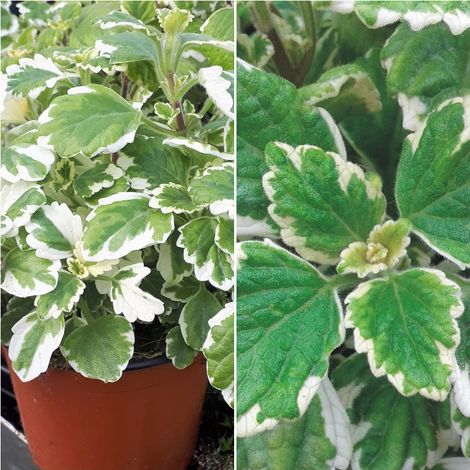 Planta Arom�tica Incienso. Altura Planta 20 - 30 Cm