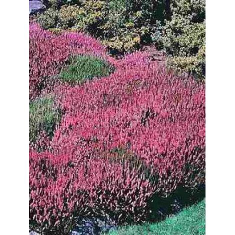 Bruyère des neiges 'December Red' Godet de 8/9 cm (1/3)