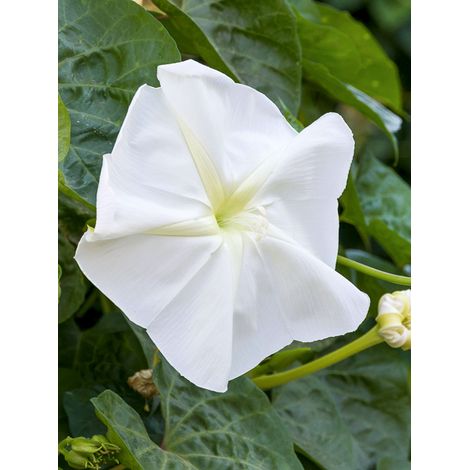 Fleur de lune Sachet de 10 graines