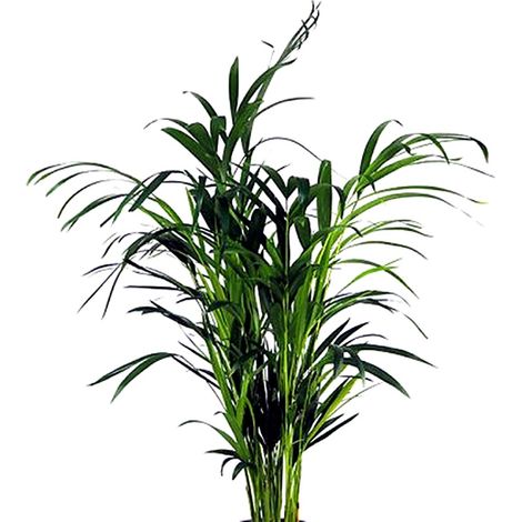 Planta Natural Areca. 50 - 60 Cm