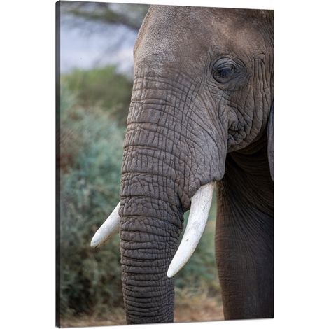 Lienzo impreso con la imagen de un elefante con trompa y colmillos, de 80x120 pulgadas.