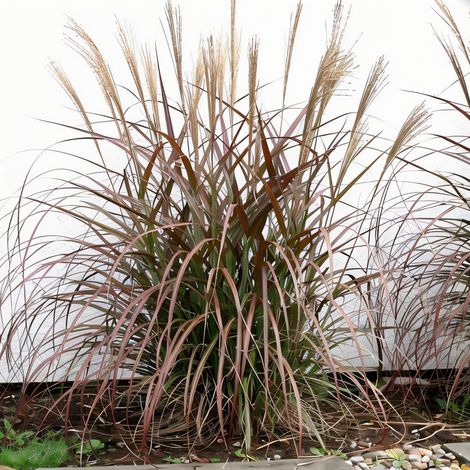 Gardenaria Miscanthus sinensis 'Purpurescens' - Graminacea ornamentale da esterno - Altezza: 60 cm (vaso 17) (1/2)