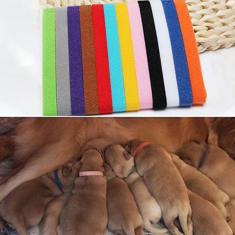Colliers d'identification pour chiots nouveau-nés, lot de 12, colliers réglables en nylon pour chiens et chats (1/5)