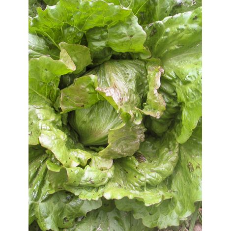 Laitue Batavia 'Goutte de Sang' le sachet de 500 graines