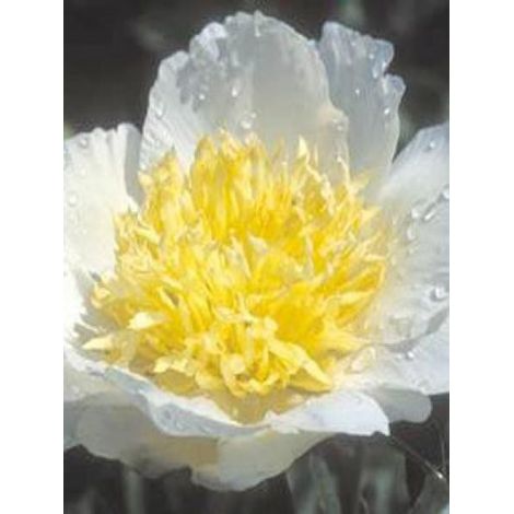 Pivoine japonaise 'Jan Van Leeuwen' Pot de 3L/4L