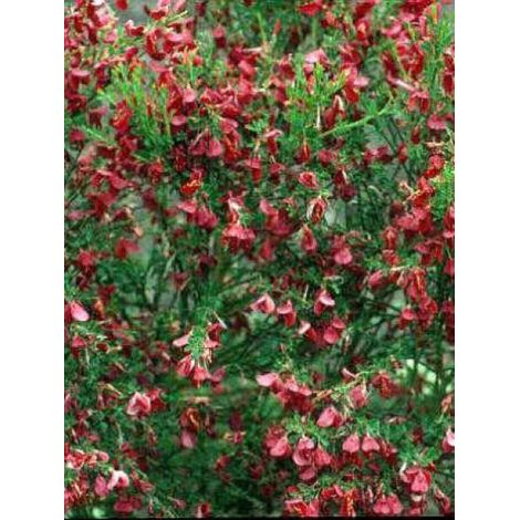 Genêt 'Boskoop Ruby' Pot de 3L/4L (1/2)