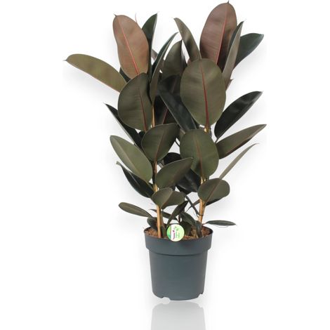 Gardenaria Ficus elastica 'Abidjan' - Pianta da interno ornamentale - Altezza: 120/150cm (vaso 22) (1/5)