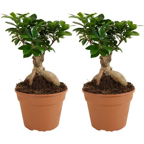 Bloomique - Lot de 2 - Ficus Ginseng - Bonsaï - Plantes d'intérieur - Purifiant l'air - Facile d'entretien - 30-40 cm de Haut - Pot 17cm