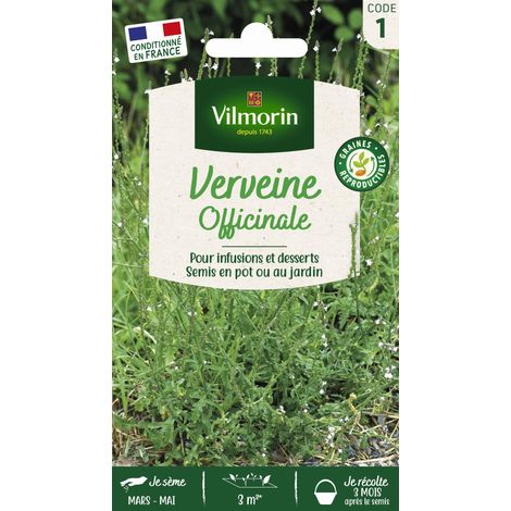 Vilmorin – Sachet de graines verveine officinale – Plante aromatique vivace – Parfum intense pour tisanes et infusions – Germination optimale (1/2)